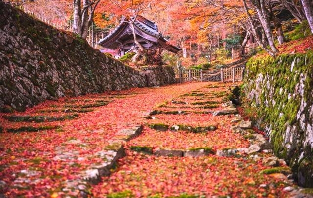 秋の自然を満喫しよう｜関西郊外(兵庫・奈良・滋賀・和歌山)紅葉おすすめスポット７選